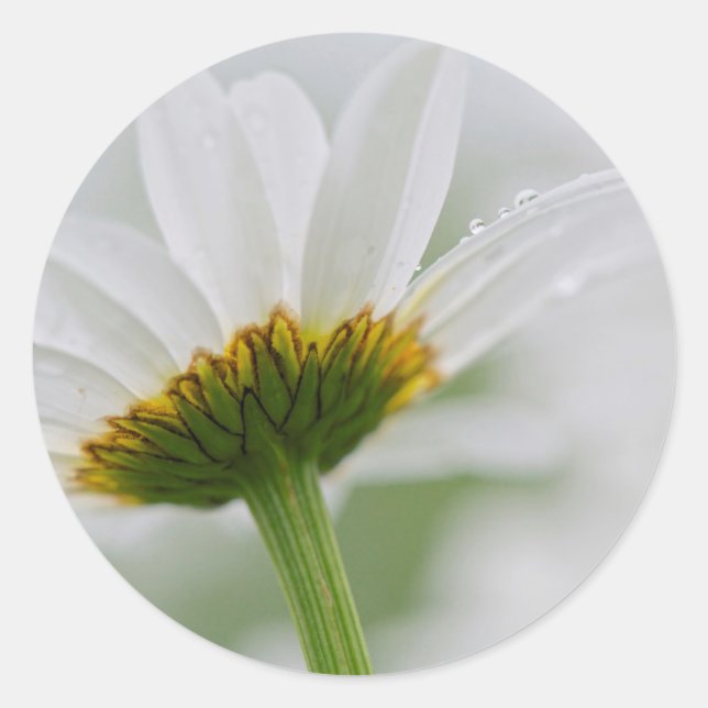 Pegatina Redonda Canadá, Nueva Brunswick, (Anverso)