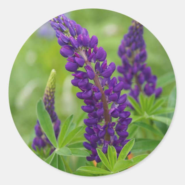 Pegatina Redonda Canadá, Nuevo Brunswick, . (Anverso)