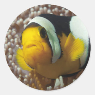 Pegatina Redonda Cangrejos de payaso - ¡Acércate! Tan lindo - Nemo 