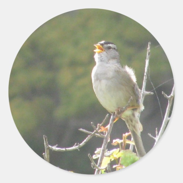 Pegatina Redonda Cantando pájaro (Anverso)