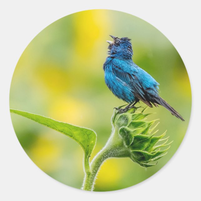 Pegatina Redonda Canto Indigo Bunting (Anverso)
