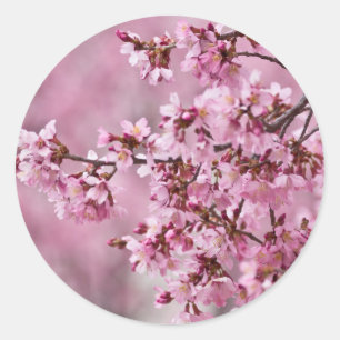 Pegatina Redonda Capas pastel de rosa de flor de cerezo Sakura