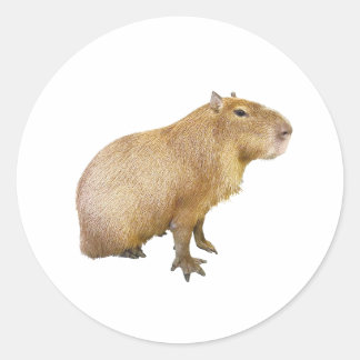 Pegatina Redonda capybara sticker