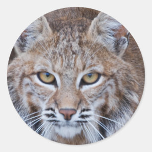 Pegatina Redonda Cara Bobcat
