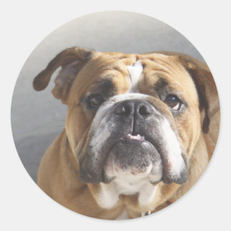 Pegatina Redonda Cara de bulldog - Bulldog inglés, marrón