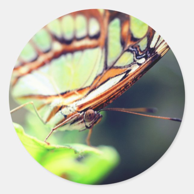 Pegatina Redonda Cara de mariposa Naturaleza (Anverso)