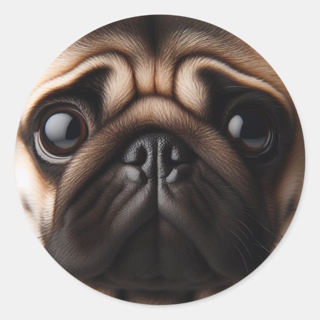 Pegatina Redonda Cara de Pug Adorable Perros Pug (Anverso)