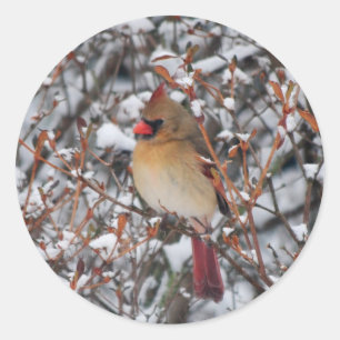 Pegatina Redonda Cardenal en la nieve pegatinas de Navidad