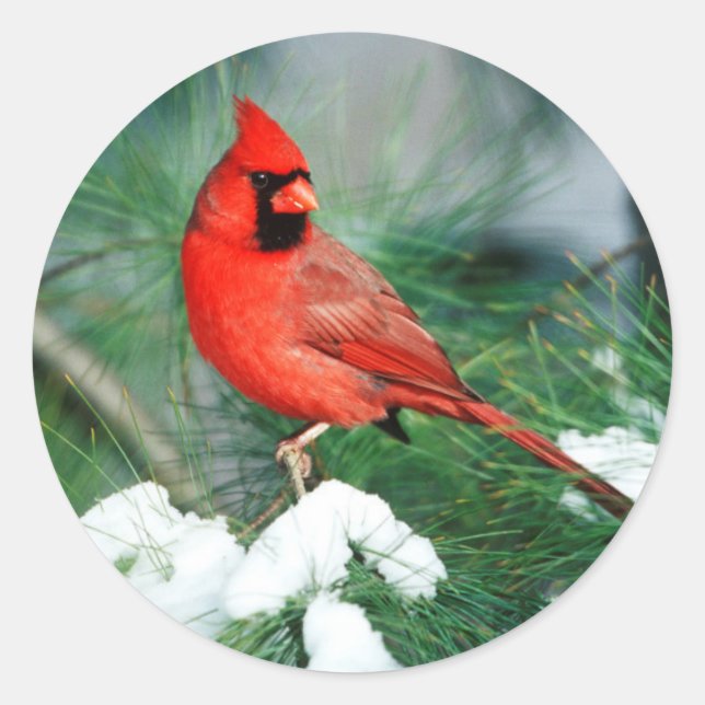 Pegatina Redonda Cardenal norte varón en el árbol, IL (Anverso)