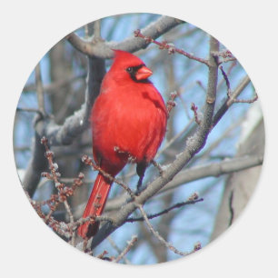 Pegatina Redonda Cardenal rojo
