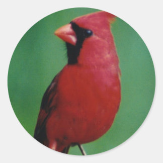 Pegatina Redonda Cardenal septentrional