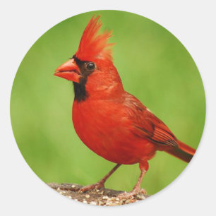 Pegatina Redonda Cardinal