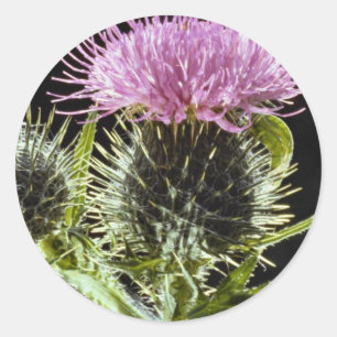 Pegatina Redonda Cardo de LovelySpear, vulgare del cirsium