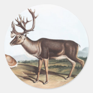 Pegatina Redonda Caribou, American Rein Deer (Tarandus furcifer)