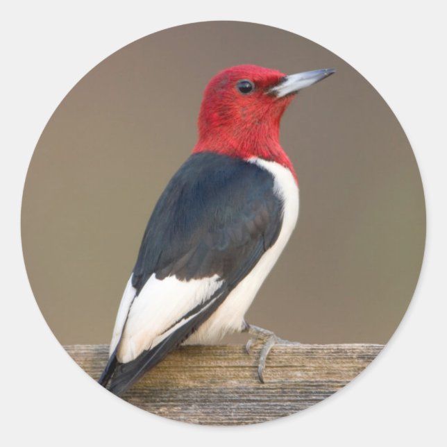 Pegatina Redonda Carpintero de cabeza roja en cerca (Anverso)