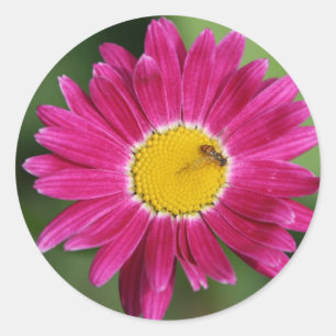 Pegatina Redonda Cartas de margarita pintadas y más