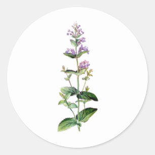 Pegatina Redonda catnip, ramificación, hierba, planta, flor púrpura
