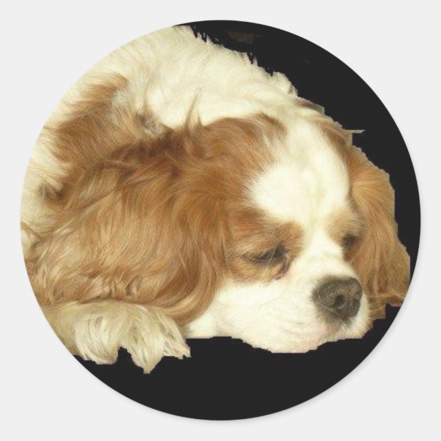 PEGATINA REDONDA CAVALIER KING CHARLES SLEEPING (Anverso)