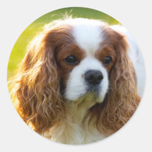 Pegatina Redonda Cavalier King Charles Spaniel