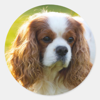 Pegatina Redonda Cavalier King Charles Spaniel