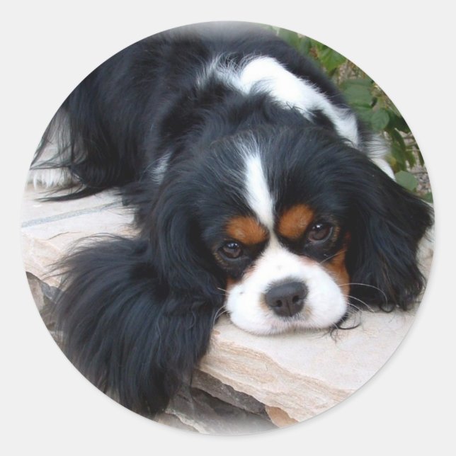 Pegatina Redonda Cavalier King Charles Spaniel (Anverso)