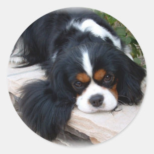 Pegatina Redonda Cavalier King Charles Spaniel