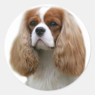 Pegatina Redonda Cavalier King Charles Spaniel