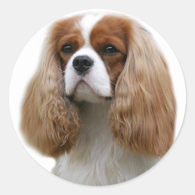 Pegatina Redonda Cavalier King Charles Spaniel (Anverso)