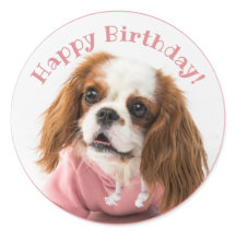 Cavalier King Charles Spaniel Pink Happy Birday