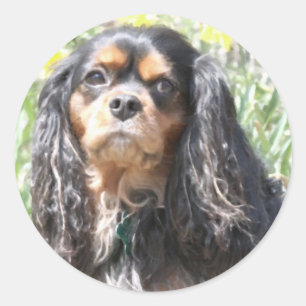 Pegatina Redonda Cavalier King Charles Spaniel pintado