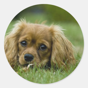 Pegatina Redonda Cavalier King Charles Spaniel Ruby