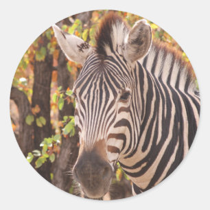 Pegatina Redonda Cebra en un bosque mopani