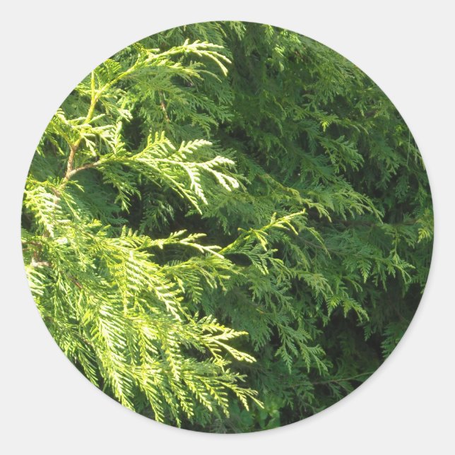 Pegatina Redonda Cedar Hedge (Anverso)