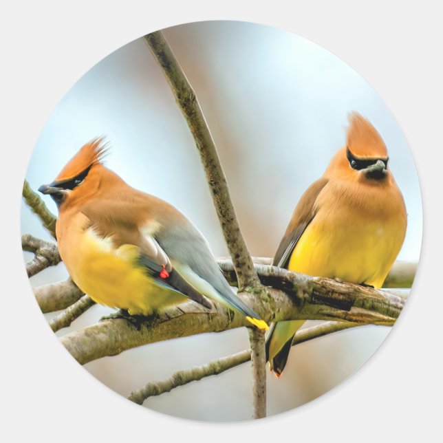 Pegatina Redonda Cedar Waxwing - Fotografía original (Anverso)