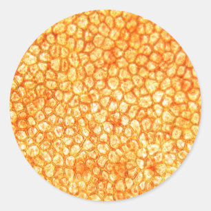 Pegatina Redonda Celdas de tomate bajo el microscopio