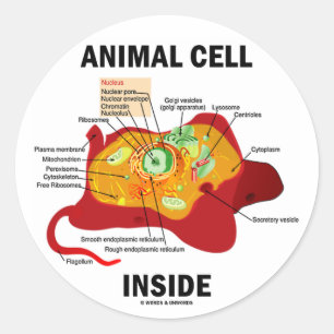 Pegatina Redonda Célula animal interior (biología celular Eukaryote