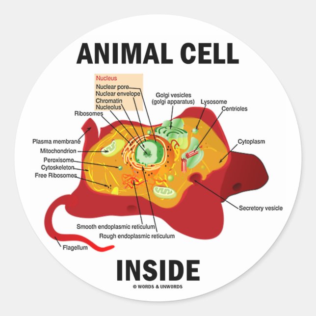 Pegatina Redonda Célula animal interior (biología celular Eukaryote (Anverso)