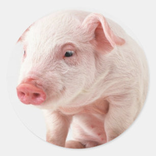 Pegatina Redonda Cerdito