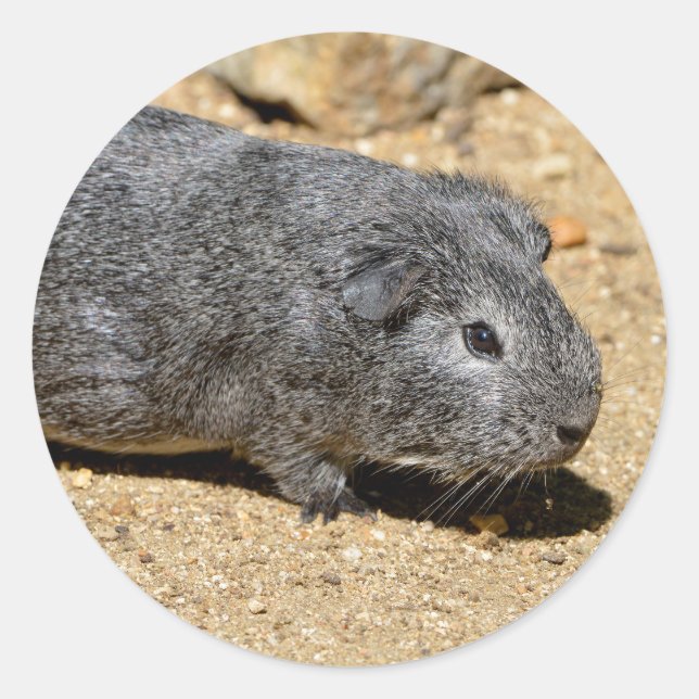 Pegatina Redonda Cerdo de Guinea caminando sobre la arena (Anverso)