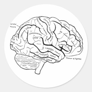 Pegatina Redonda Cerebro anatómico