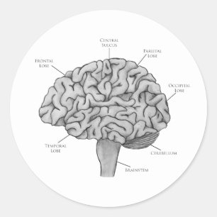 Pegatina Redonda Cerebro científico