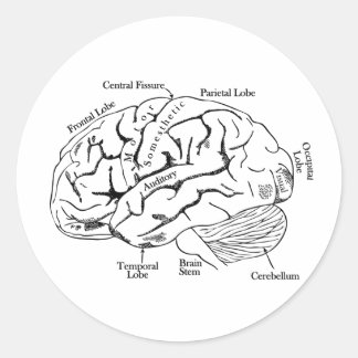 Pegatina Redonda Cerebro humano