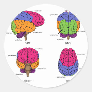 Pegatina Redonda Cerebro humano de todos lados