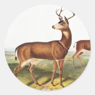Pegatina Redonda Cervus Richardsonii (Cervus Richardsonii)
