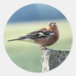 PEGATINA REDONDA CHAFFINCH