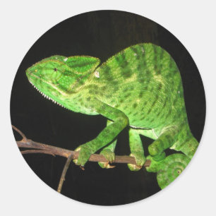 Pegatina Redonda Chameleon (Chamaeleo zeylanicus)