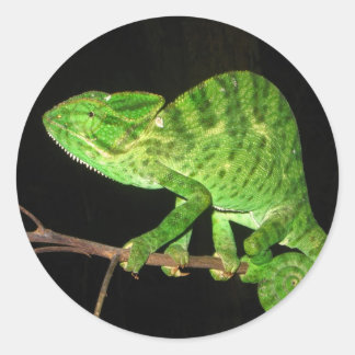 Pegatina Redonda Chameleon (Chamaeleo zeylanicus)
