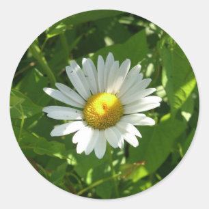Pegatina Redonda Chamomile