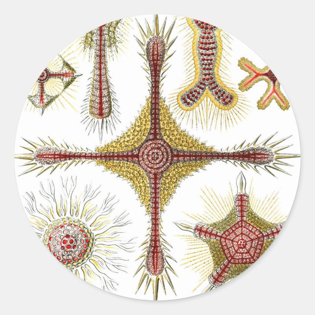 Pegatina Redonda Chamomile salvaje de Ernst Haeckel, naturaleza vin (Anverso)