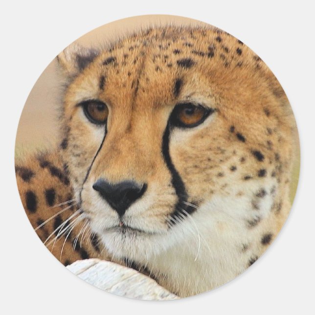 Pegatina Redonda Cheetah (Anverso)